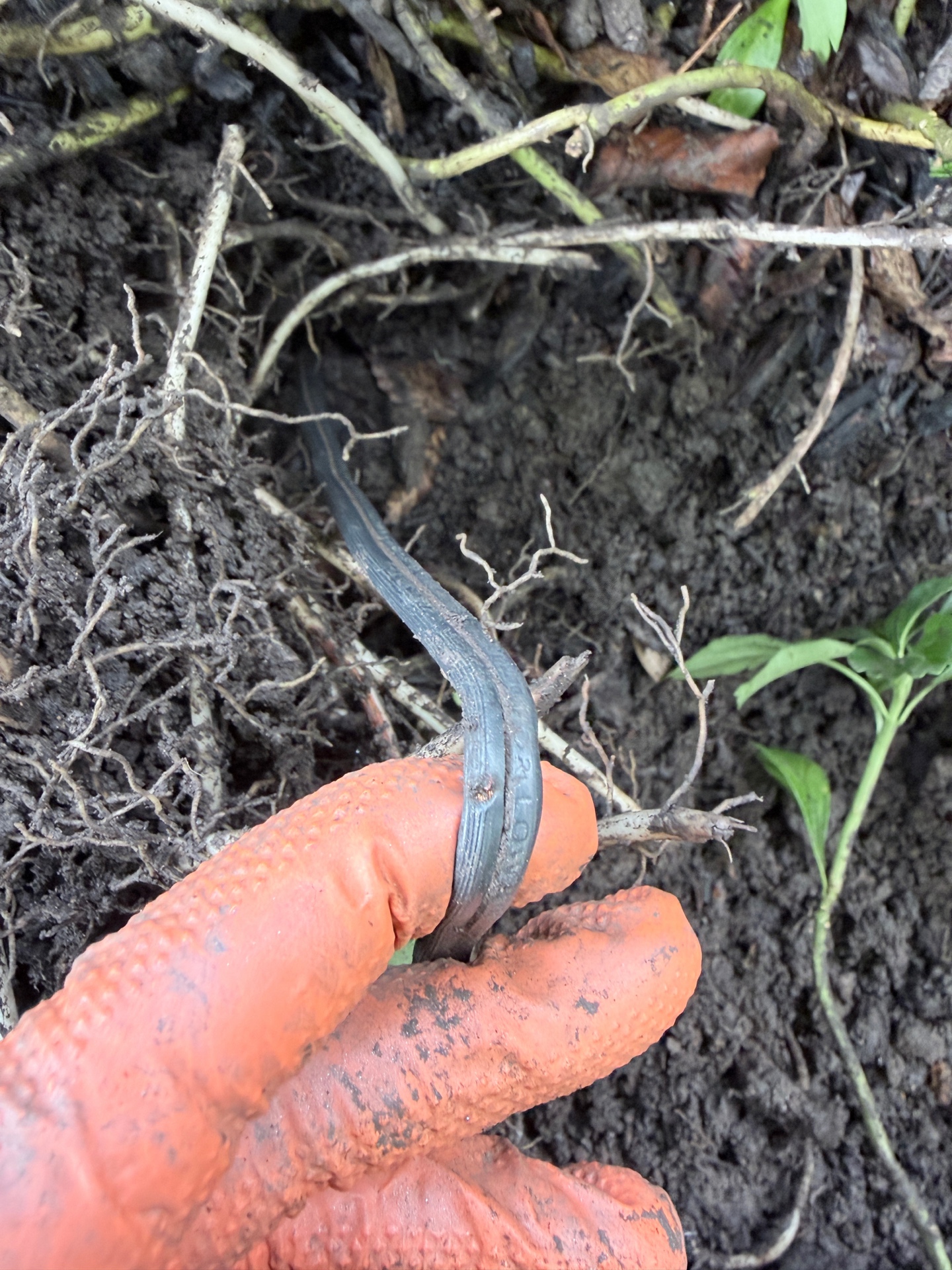 Buried low-voltage outdoor lighting wire after a metal landscape border struck it in Wayne